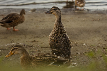 Duck
