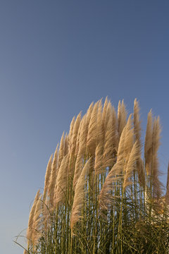 Chinagras 이미지 – 찾아보기 30 스톡 사진, 벡터 및 비디오 | Adobe Stock