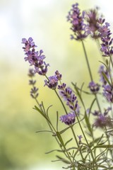 lavender in bloom in the garden