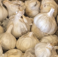 Obraz premium garlic in the farm