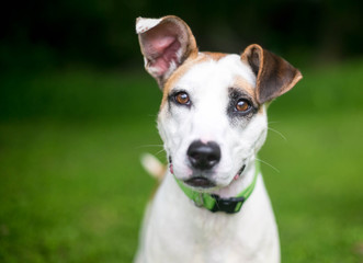 A white and brown Hound / Terrier mixed breed dog outdoors