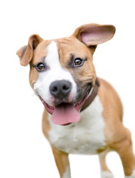 A Happy Brown And White Terrier Mixed Breed Dog On A White Background