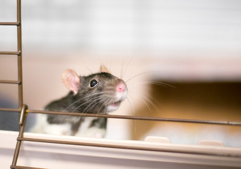 A domesticated pet rat or "Fancy Rat" peeking out of its cage