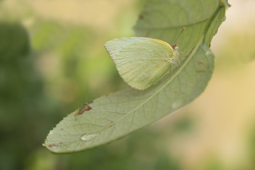 Mariposa Amarilla Lyside entre ramas