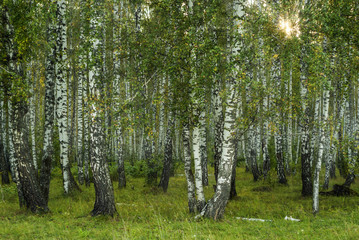 background - autumn birch grove in the evening light