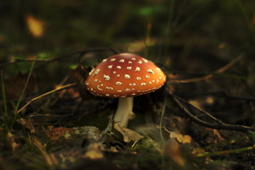 mushroom fly agaric sprouted in forest litter, red with white spots, close-up