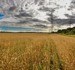 Fototapeta premium Field with ripened crops in the Leningrad region.