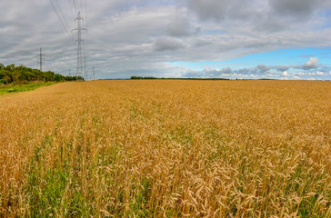 Field with ripened crops in the Leningrad region.