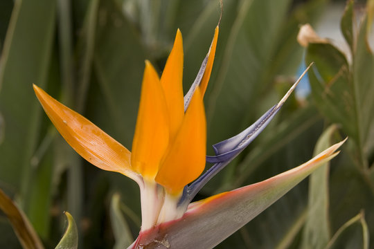 Paradiesvogelblume Strelitzia reginae