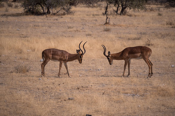 Impala in Etosha National Park, Namibia