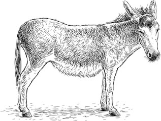 Hand drawing of a sad standing donkey