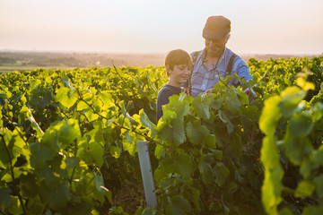 Two generations of winegrowers in their vines at sunset.