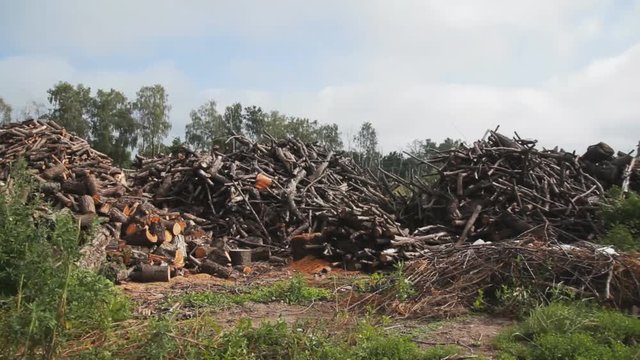 Pile of cut trees and twigs. Camera moving