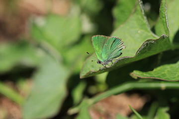Petit papillon vert irisé