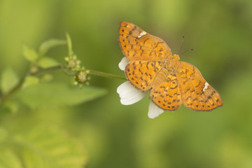 Mariposa Metàlica Emesia