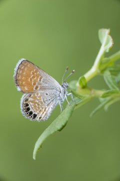 Mariposa Western Pygmy Blue (Brephidium exile)