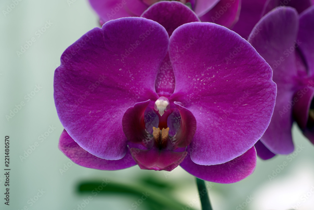 Wall mural Close-up of a purple orchid (phalaenopsis)