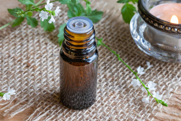 A bottle of vervain essential oil with blooming verbena officinalis