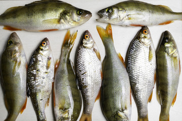 Fish river roach and red sea bream isolated on white background Scardinius erythrophthalmus