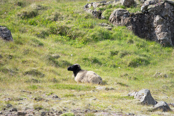 Landschaft mit Schaf bei Dj&uacute;pivogur / Ostfjorde &ndash; Island