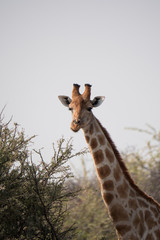 Giraffe in Etosha National Park, Namibia