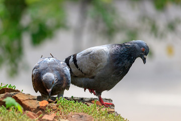 Wild pigeons on a concrete slab among red brick fragments on a green moss background
