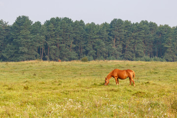 Naklejka premium Brown horse grazes on a meadow against forest background on a sunny summer morning