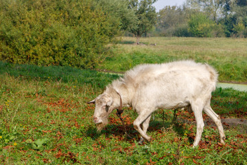 Obraz premium Domestic goat grazing in green meadow on a background of bushes