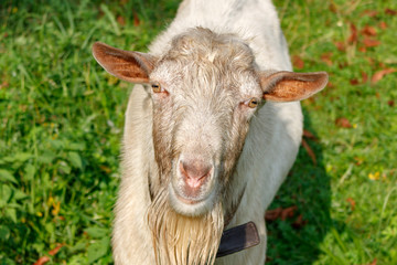 Head of white domestic goat closeup on a green grass background