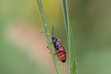 red insect, Firefighter on a green leaf of grass.