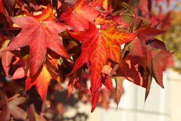 Feuillage de liquidambar en automne