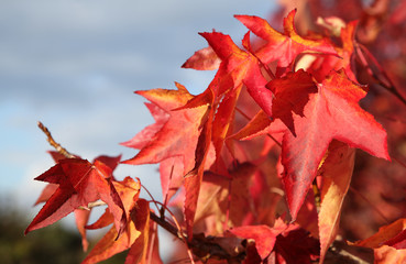 Feuillage de liquidambar en automne
