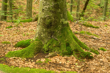 The root of a big tree overgrown with moss