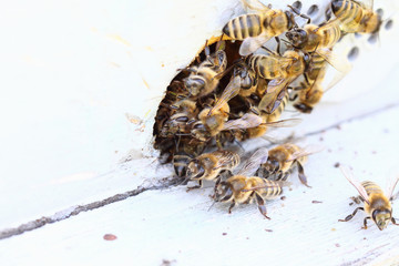Bees crowd around the entrance to the beehive ..