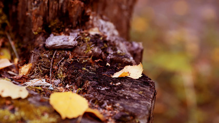 Упавшие листья