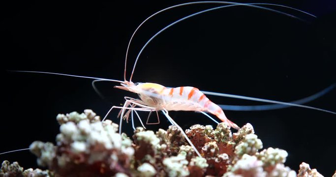 Hinge beak shrimp