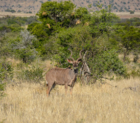 Kudu Bull