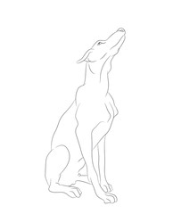 dog sitting, lines, vector