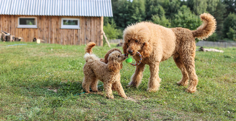 toy and standard poodle are played on the lawn. Pedigree dogs of apricot color.