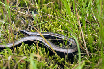 Blindschleiche (Anguis fragilis) in natürlicher Umgebung