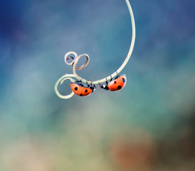two beautiful ladybug crawling on a winding twig forward towards each other