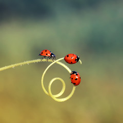 three little ladybugs crawling through a maze of blades of grass in a summer meadow