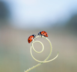 a pair of little ladybugs crawling towards each other through the maze of blades of grass in a summer meadow