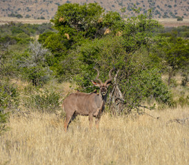 Kudu Bull