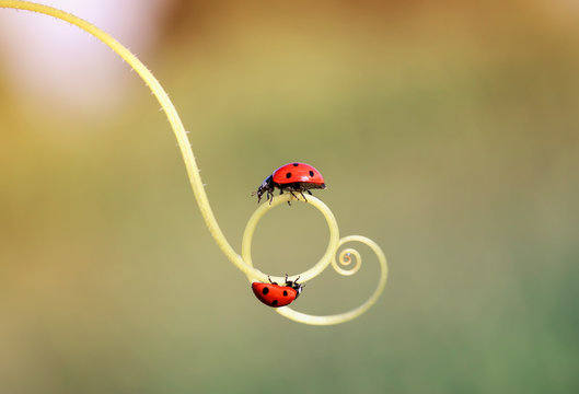 two beautiful ladybug crawling on a winding twig forward towards each other