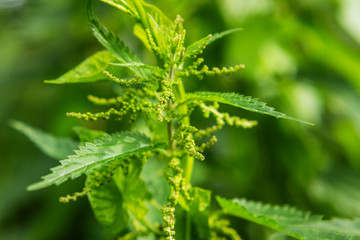 Brennessel in der Nahaufnahme