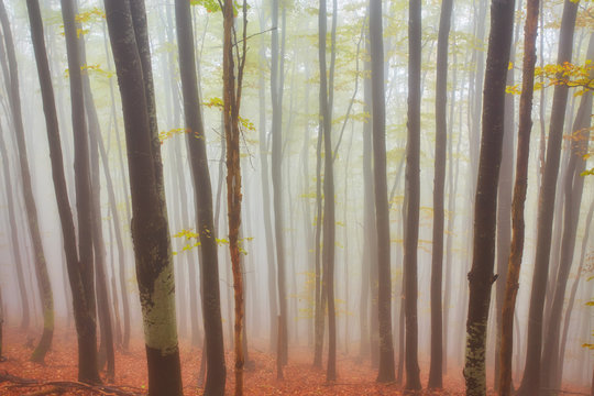 Fototapeta Autumn landscape in foggy wood