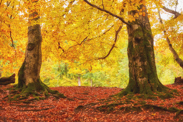 Collection of Beautiful Colorful Autumn Leaves