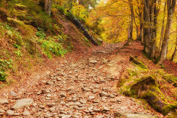 Pathway through the autumn forest