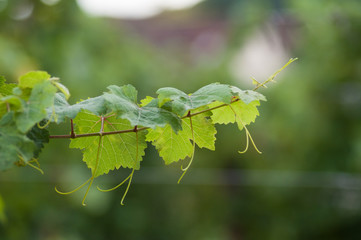 closeup of vine leaves in a vineyard